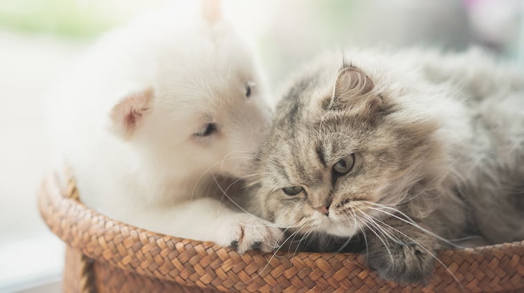 20180425cro 20180425cro