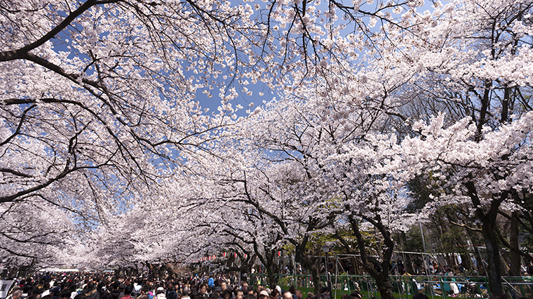 桜のシーズン到来！今年は“お散歩スタイル”が人気！
